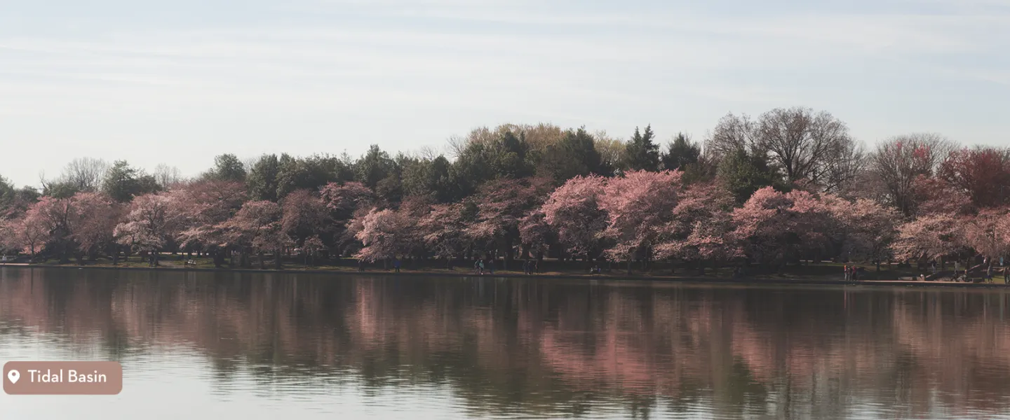 Panoramic view of the Tidal Basin with Cherry Blossoms along the water