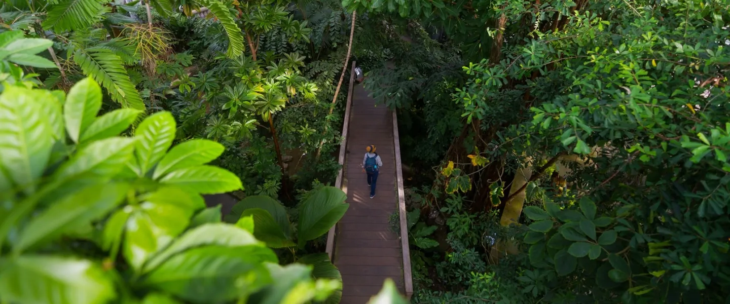 Person walking on a narrow path through dense green forest canopy