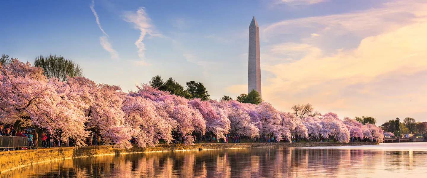 Washington Monument at sunset, framed by cherry blossoms along the Tidal Basin.