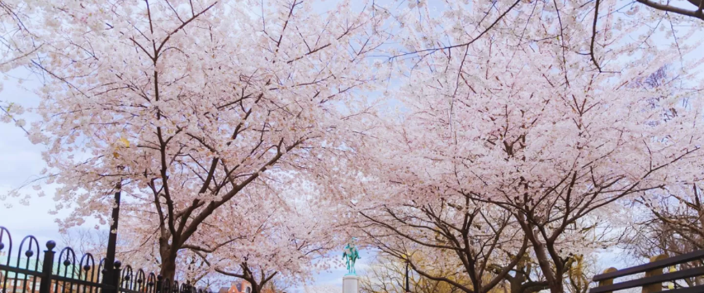 DC in Bloom National Cherry Blossom Festival Informational Webinar