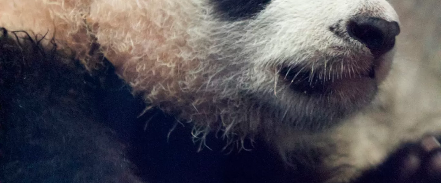 Baby Panda Bei Bei en el Zoológico Nacional Smithsonian