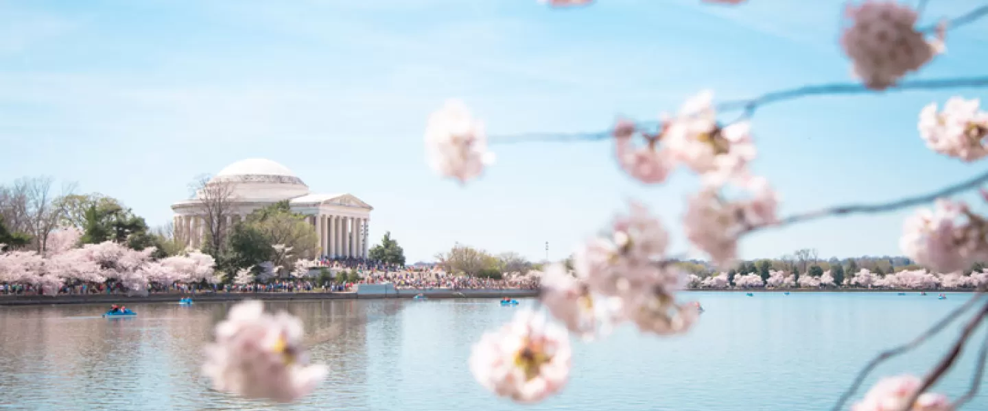 華盛頓特區國家櫻花節指南 - 今年春天華盛頓特區最好的活動