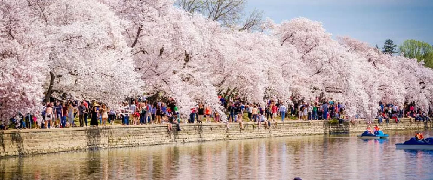 Casal em pedalinhos Tidal Basin - National Cherry Blossom Festival - Washington, DC