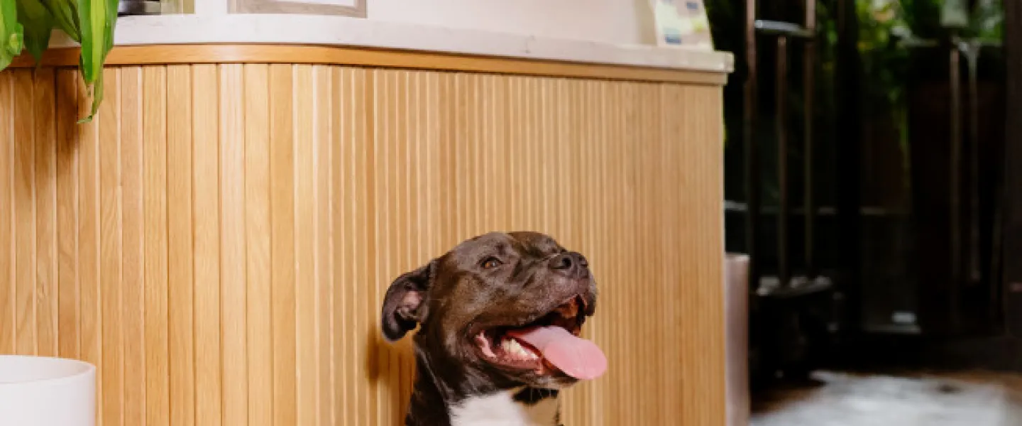 Yappy Hour