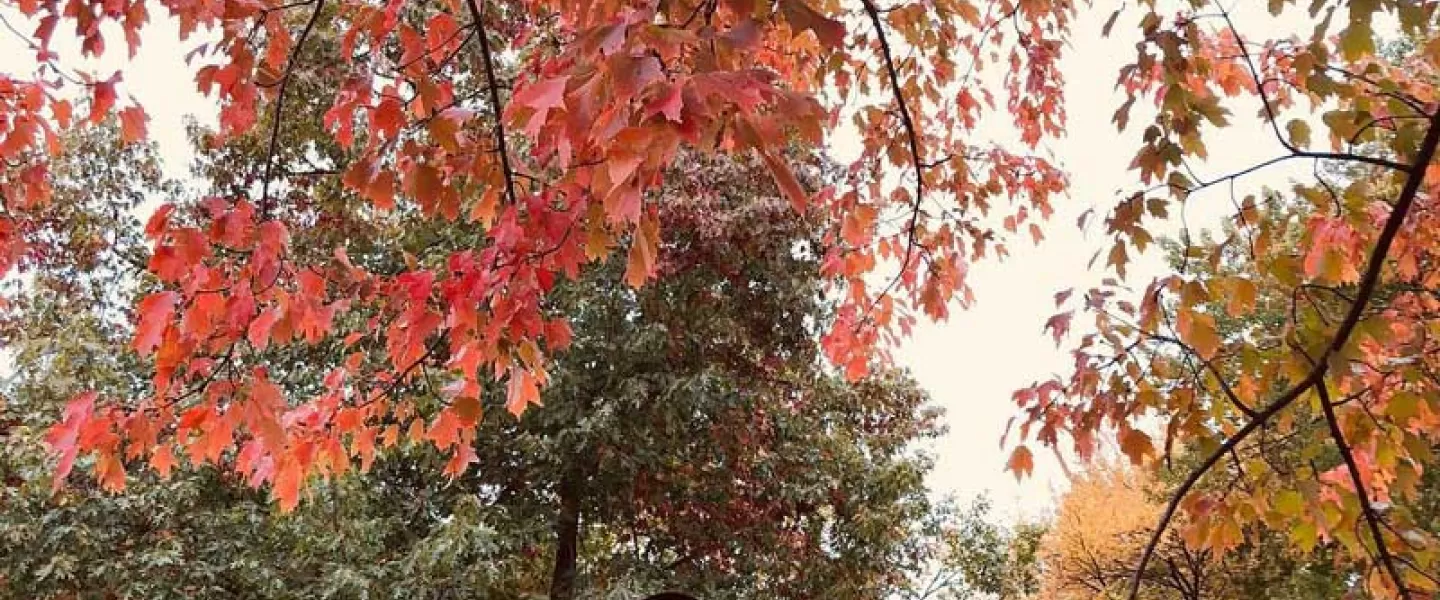 @ktkreitman - Photographing fall foliage on the National Mall - Fall in Washington, DC