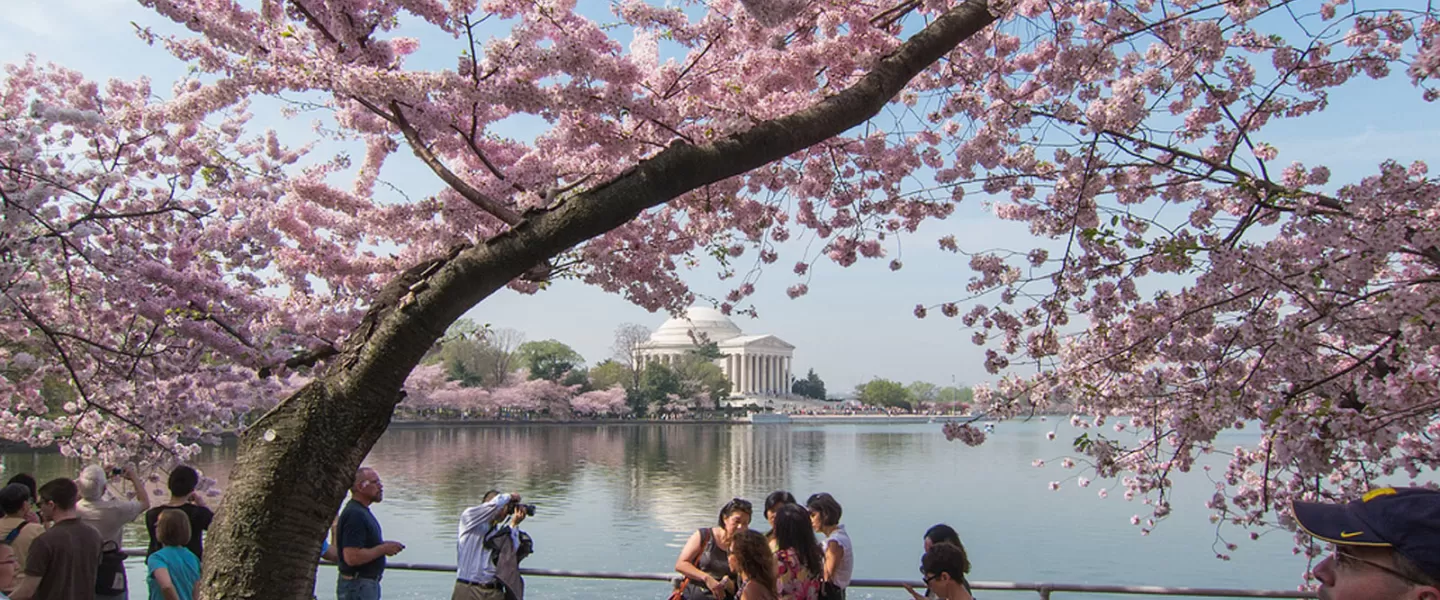 Cherry Blossoms on the Tidal Basin - National Cherry Blossom Festival - Choses à faire ce printemps à Washington, DC