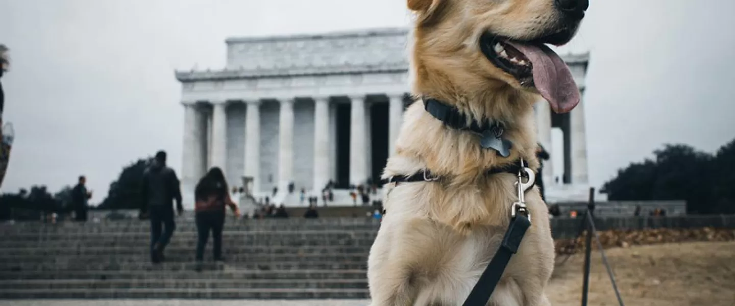 @russ_the_bustagram - Perro frente al Monumento a Lincoln - Lugares que admiten perros en Washington, DC