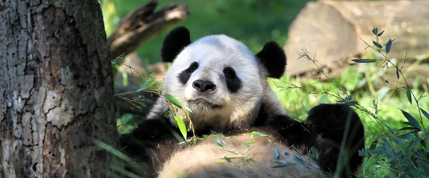 史密森國家動物園的大熊貓 - 華盛頓特區