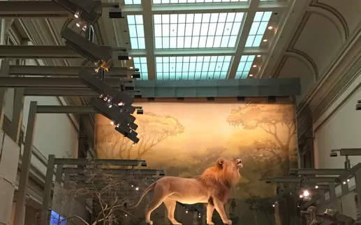 Kenneth E. Behring Mammal Hall en el Museo Nacional de Historia Natural - Free Smithsonian Museum en Washington, DC