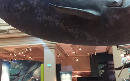 國家自然歷史博物館的聖海洋廳 - 華盛頓特區的免費史密森尼博物館