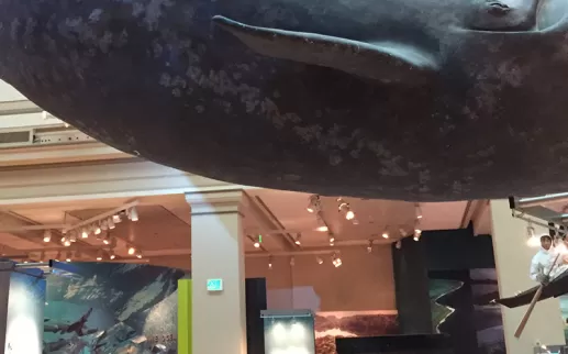 Sant Ocean Hall al Museo Nazionale di Storia Naturale - Museo Smithsonian gratuito a Washington, DC