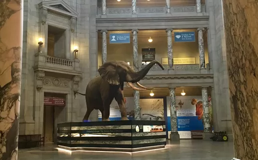 Rotunda no Museu Nacional de História Natural - Free Smithsonian Museum em Washington, DC