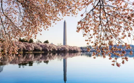 Bassin de marée de cerisiers en fleurs DC
