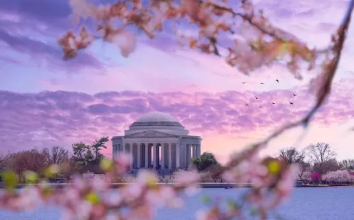 @jonlloydjr - Cerezos en flor con cielo al atardecer