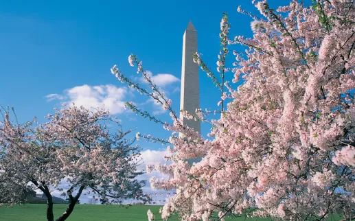 Cerezos en flor y monumento a Washington