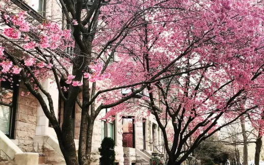@sabrinatinoco_design - DC Cherry Blossoms
