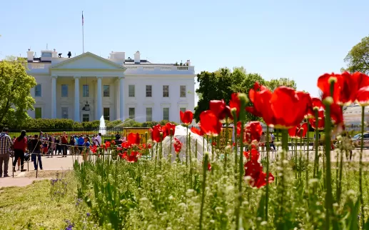 Casa blanca con tulipanes en frente