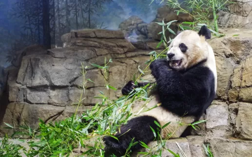Panda gigante comendo bambu no Zoológico Nacional