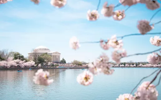 FESTA NAZIONALE DEI FIORI DI CILIEGIO