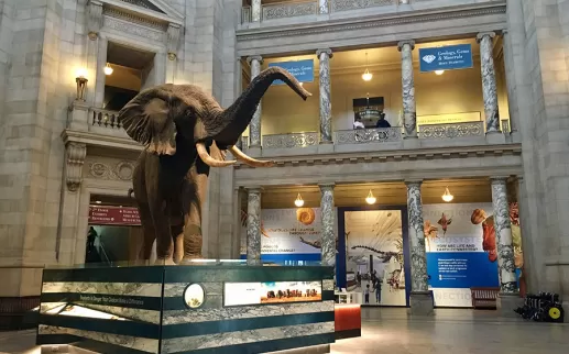 Enrico l'elefante nel Museo Nazionale di Storia Naturale