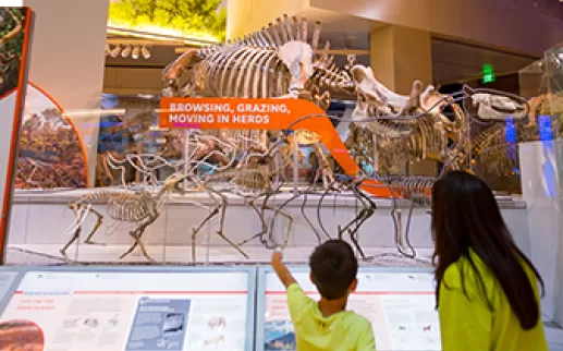 Erwachsener und Kind, die oben auf ein Fossil eines Dinosauriers zeigen