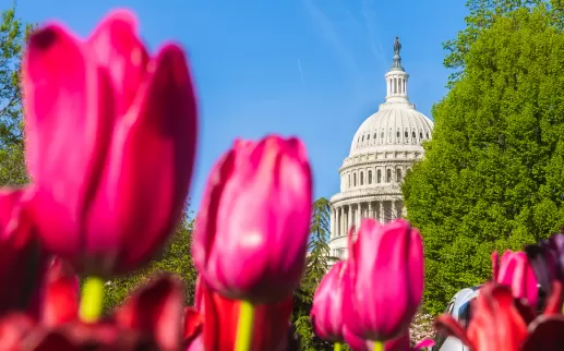 Tulipes du Capitole