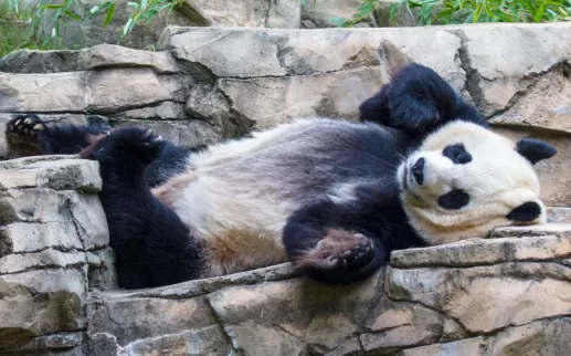 Panda allo zoo nazionale
