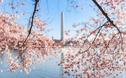 Cherry Blossoms at Tidal Basin with Washington Monument