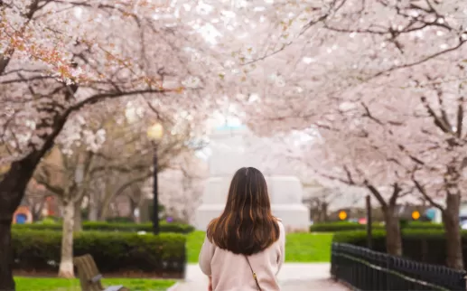 Mulher andando sob flores de cerejeira