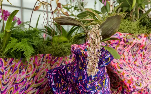 O Futuro das Orquídeas: Conservação e Colaboração