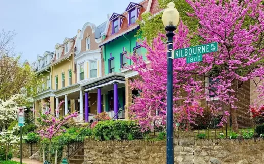 A row of colorful houses with blooming pink trees on Kilbourne Place NW in Washington, D.C.
