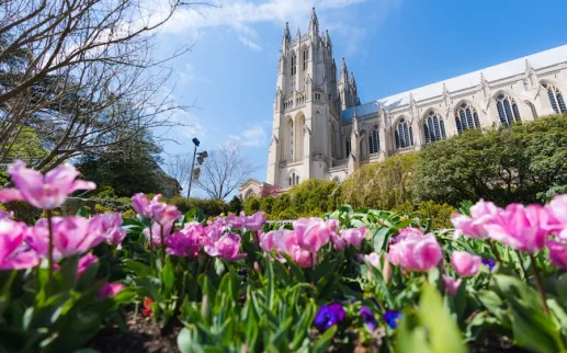 Pink tulips bloom in the foreground with the majestic Washington National Cathedral rising against a bright blue sky in the background.