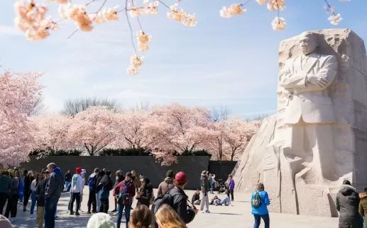 Visitors admire the Martin Luther King Jr. Memorial framed by peak-bloom cherry blossoms on a bright spring day in Washington, DC.