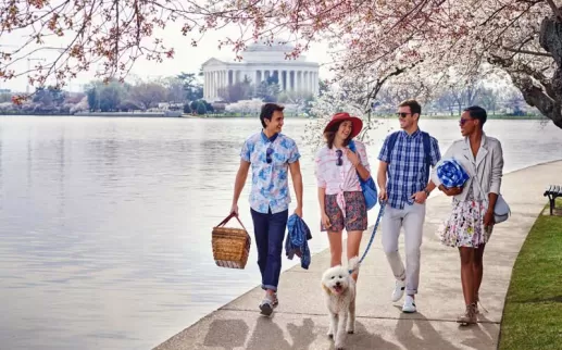 Amigos caminhando ao longo de Tidal Basin e flores de cerejeira - Primavera em Washington, DC