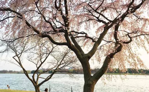 @mollymooooo - Springtime scene along the Potomac River - Things to do in Washington, DC