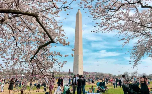 National Cherry Blossom Festival Blossom Kite Festival gratuito e adequado para toda a família no National Mall - eventos imperdíveis em Washington, DC