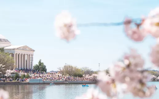 Spring and cherry blossoms in Washington, DC - Your ultimate guide to the National Cherry Blossom Festival and springtime in DC
