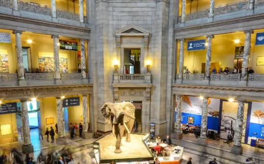 @ ray.payys - Museu Nacional de História Natural Smithsonian no National Mall - Museu Livre em Washington, DC