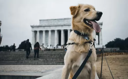 @russ_the_bustagram - Perro frente al Monumento a Lincoln - Lugares que admiten perros en Washington, DC