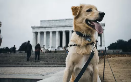 @russ_the_bustagram - Dog in front of Lincoln Memorial - Dog-friendly places in Washington, DC
