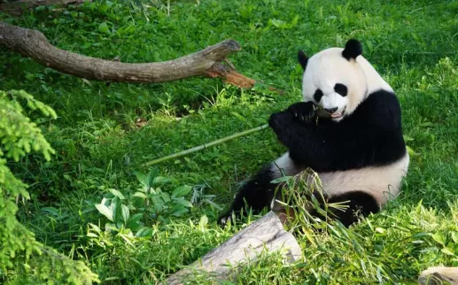 Panda gigante del Zoológico Nacional Smithsonian - Washington, DC