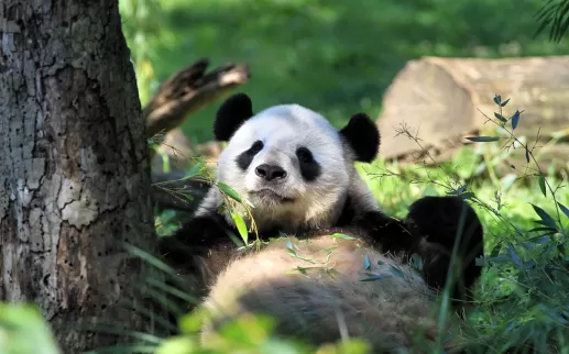 史密森國家動物園的大熊貓 - 華盛頓特區