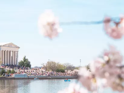 Primavera e fiori di ciliegio a Washington, DC - La tua guida definitiva al National Cherry Blossom Festival e alla primavera a DC