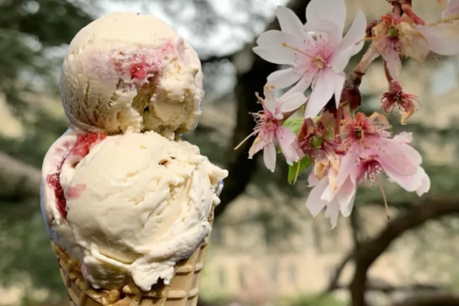 Two scoops of vanilla ice cream with cherry swirls in a waffle cone held next to blooming cherry blossoms.