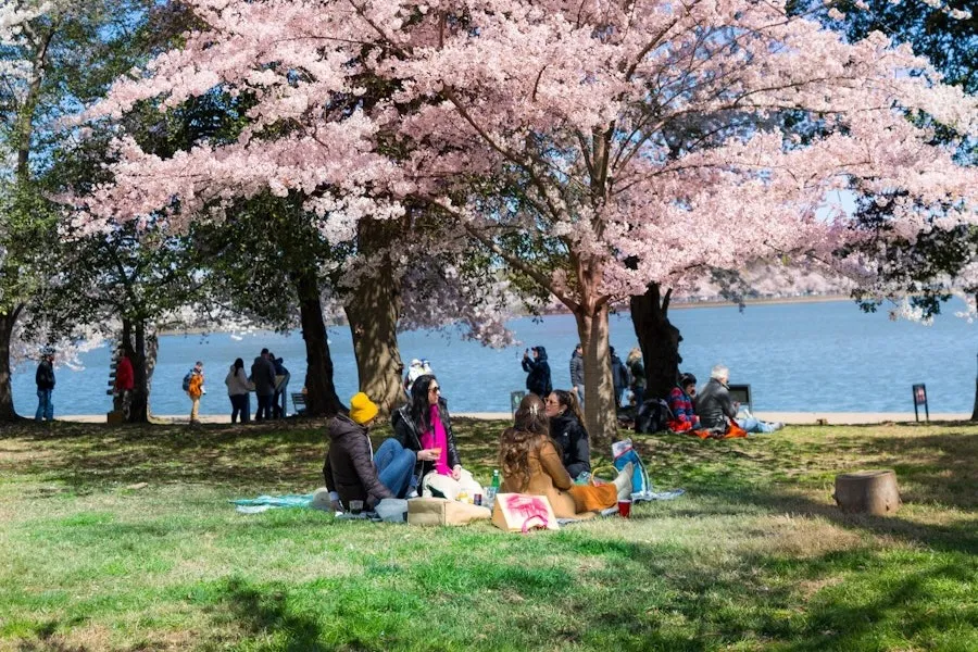 A group of women picnic by the Tidal Basin with cherry blossoms overhead. 