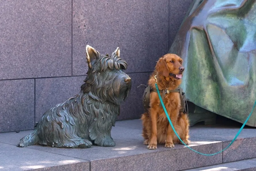 A dog poses beside the Fala statue at the Franklin Delano Roosevelt Memorial in Washington, DC.