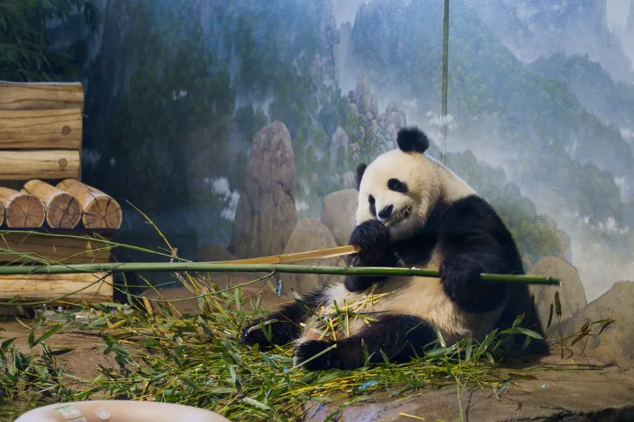 Panda at National Zoo