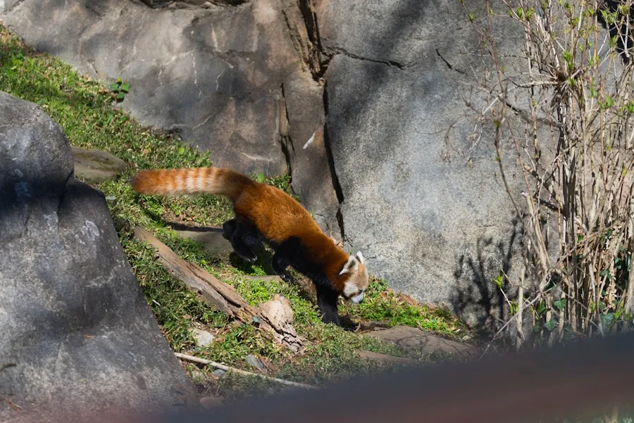 A red panda walks along grassy terrain beside large rocks.