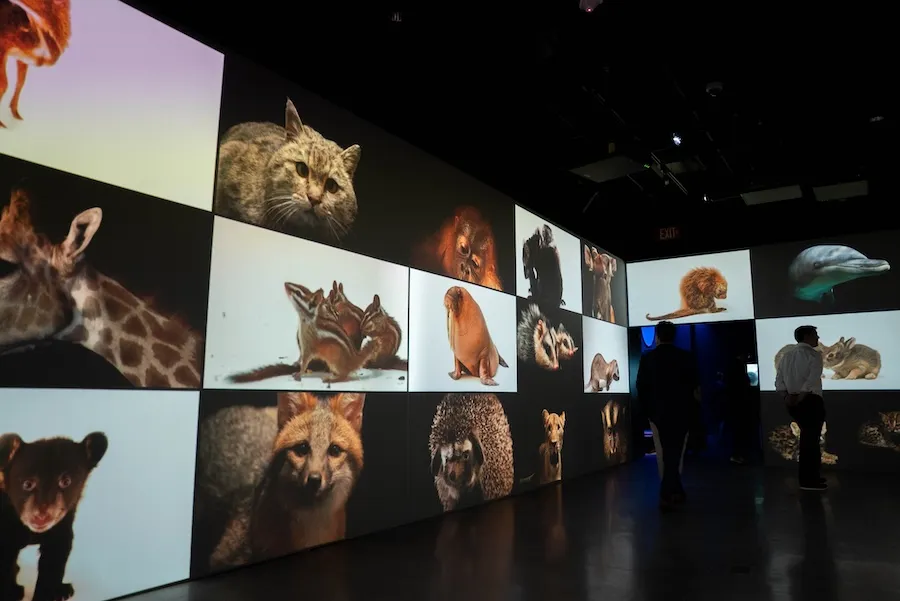 Immersive gallery with large wall screens showing animal photos, visitors silhouetted