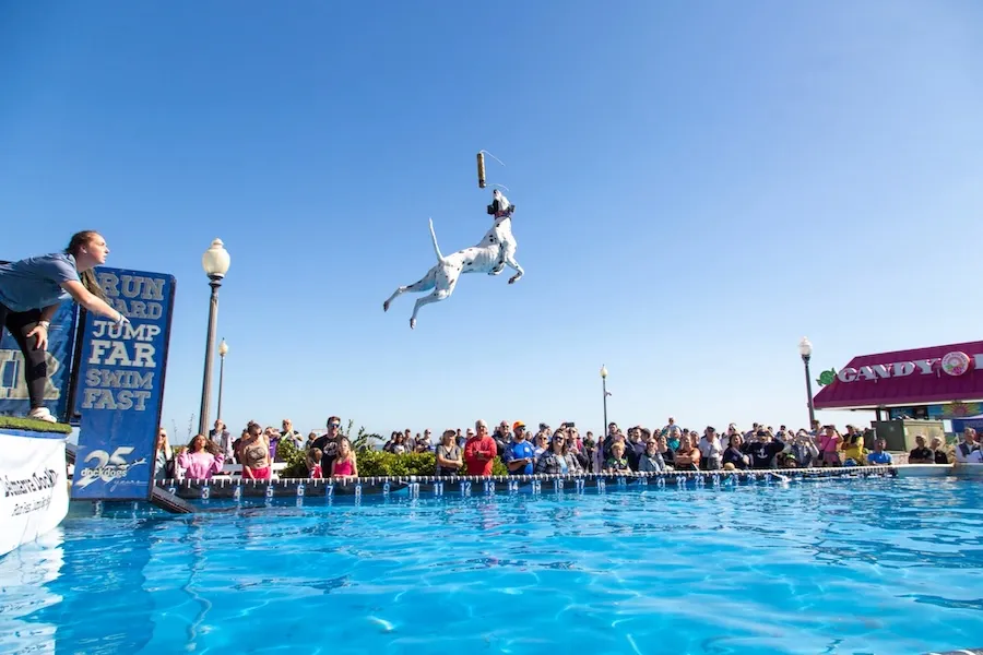 Dog leaps into a pool at DockDogs at The Wharf